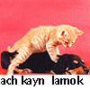 ach kayn lamok